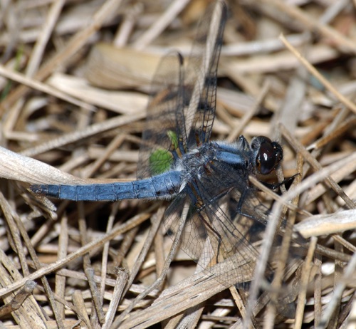 Male
2007_03_30_Early